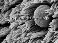 Respiratory Physiology (1).pdf